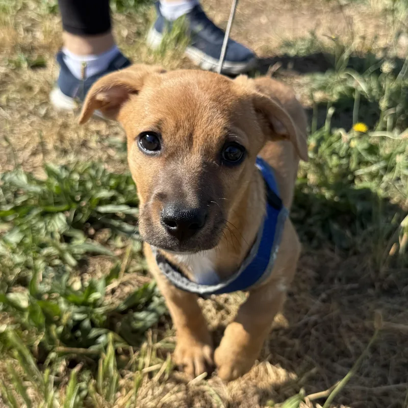 Zesty Zaxby's Salad thumbnail 2