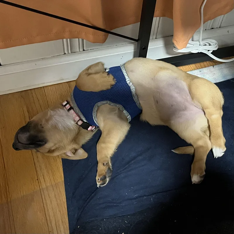 Zesty Zaxby's Salad thumbnail 5