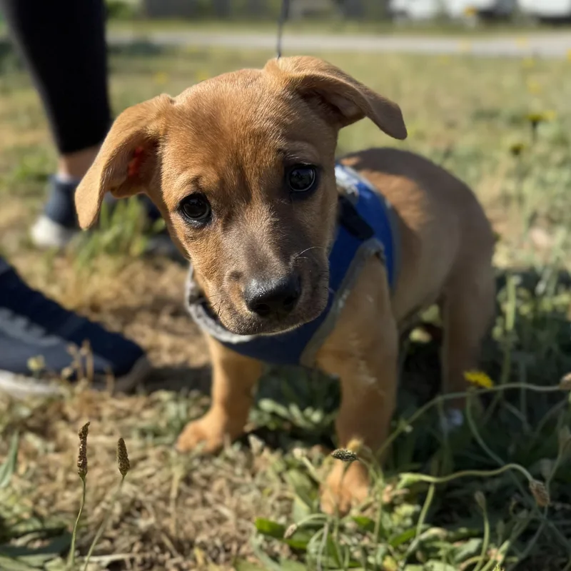 A baby medium-sized female Black Mixed Breed dog named Zesty Zaxby's Salad for adoption in Columbia, SC