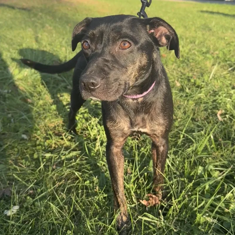 An adult medium-sized female Brindle Mountain Cur dog named Mitzi for adoption in Richmond, IN