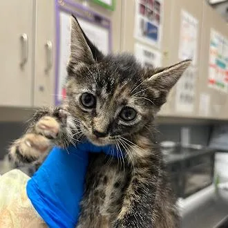 A baby small-sized female Domestic Short Hair cat named Jazmin for adoption in Las Vegas, NV