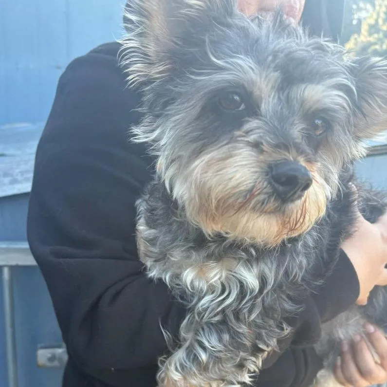 Dorie_shcccas thumbnail 2