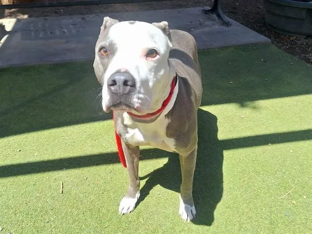 An adult small-sized male Pit Bull Terrier dog named Tyson for adoption in Phoenix, AZ