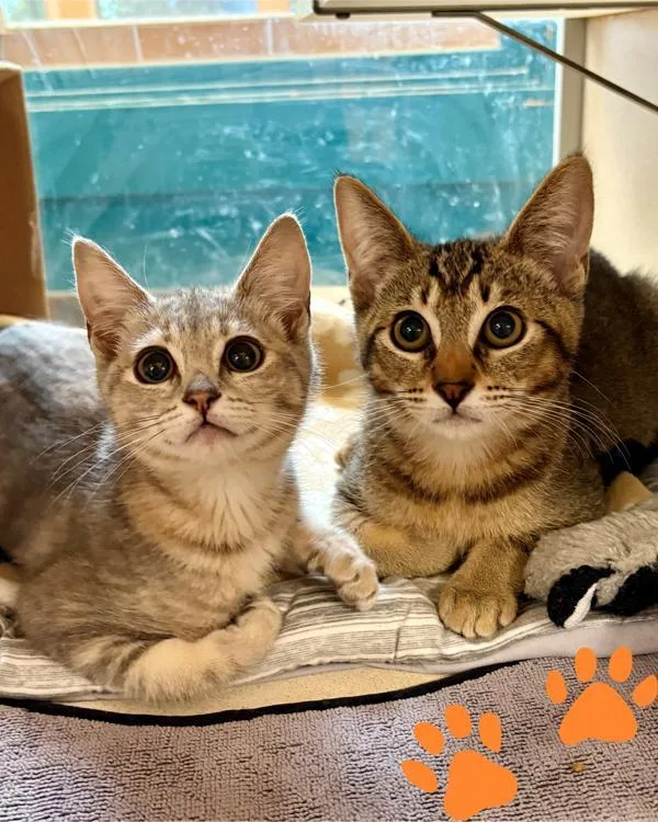 A baby small-sized male Domestic Short Hair cat named Darwin for adoption in Novato, CA