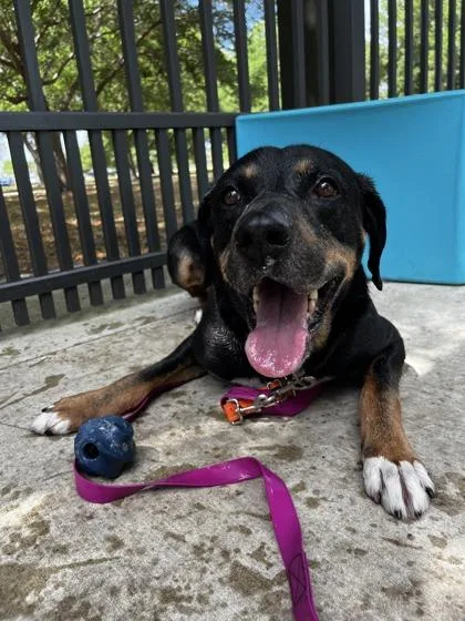 An adult large-sized male Mixed Breed dog named Jackie for adoption in Vero Beach, FL