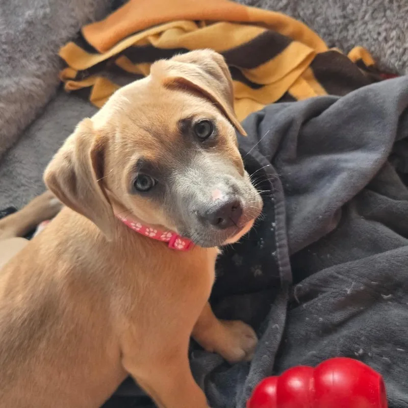 A young medium-sized female Boxer dog named Maura for adoption in Medford, NY