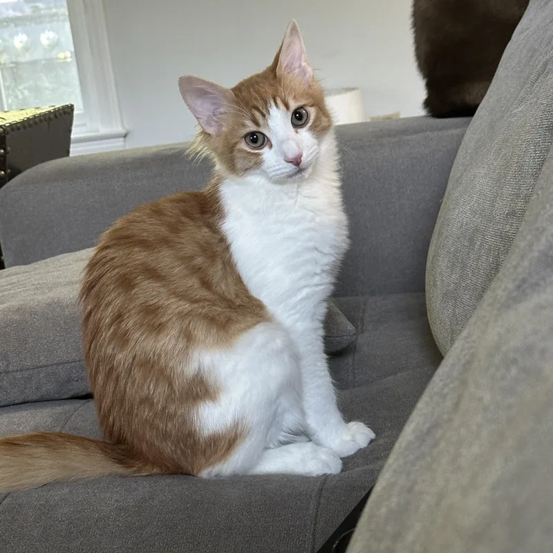 A baby medium-sized male Orange & White Domestic Medium Hair cat named Cody for adoption in Lawrenceville, GA
