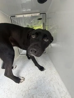 An adult large-sized female Mixed Breed dog named Millie for adoption in Atlanta, GA