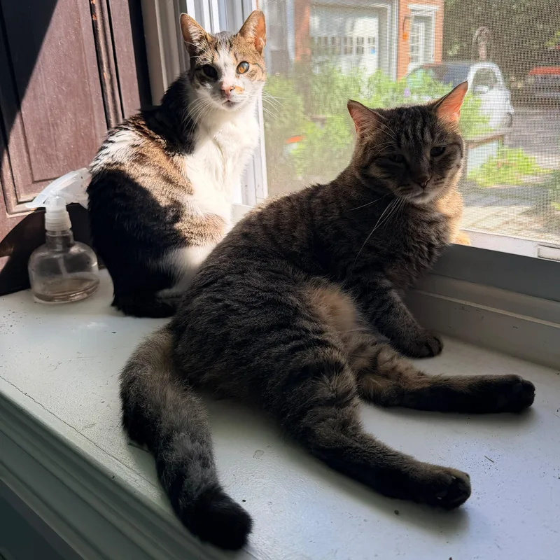 An adult medium-sized female Domestic Short Hair cat named Sky for adoption in New York, NY