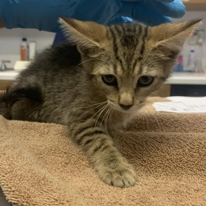 A baby small-sized female Brown / Chocolate Domestic Short Hair cat named Annie for adoption in West Palm Beach, FL