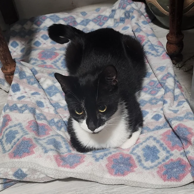 An adult medium-sized female Black & White / Tuxedo Domestic Short Hair cat named Ellie for adoption in Bayonne, NJ