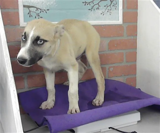 A baby small-sized female Husky dog named Aven for adoption in Houston, TX