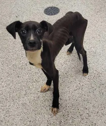 A young small-sized male Pit Bull Terrier dog named Cricket for adoption in Kansas City, MO