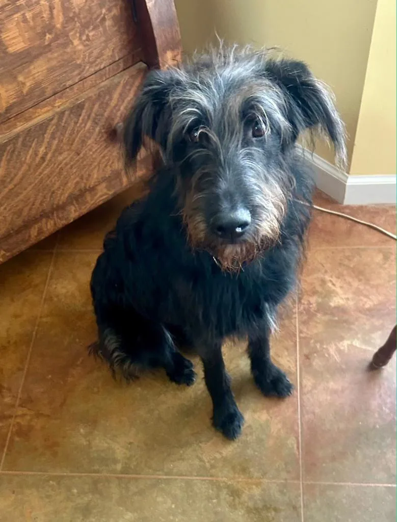 An adult medium-sized female Terrier dog named Dory for adoption in Toms River, NJ