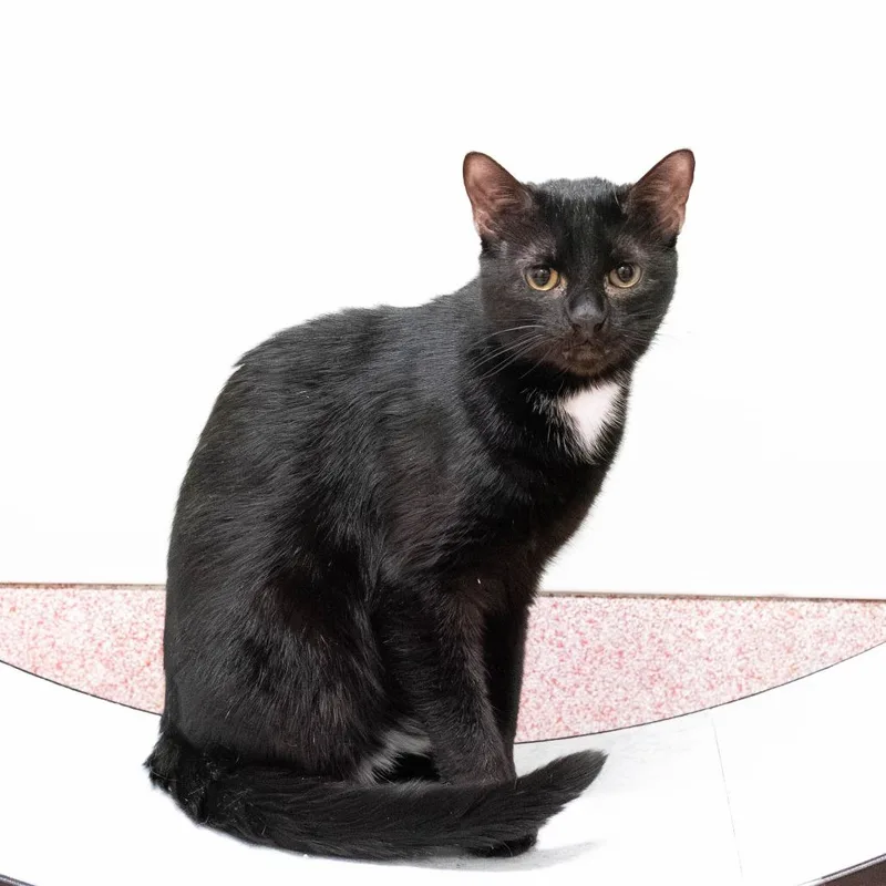 A young medium-sized male Black Domestic Short Hair cat named Prince Bonded To Harry for adoption in Briarcliff Manor, NY