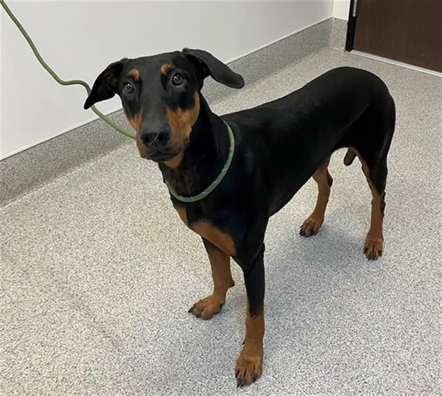 A young large-sized female Doberman Pinscher dog named Willow for adoption in San Luis Obispo, CA