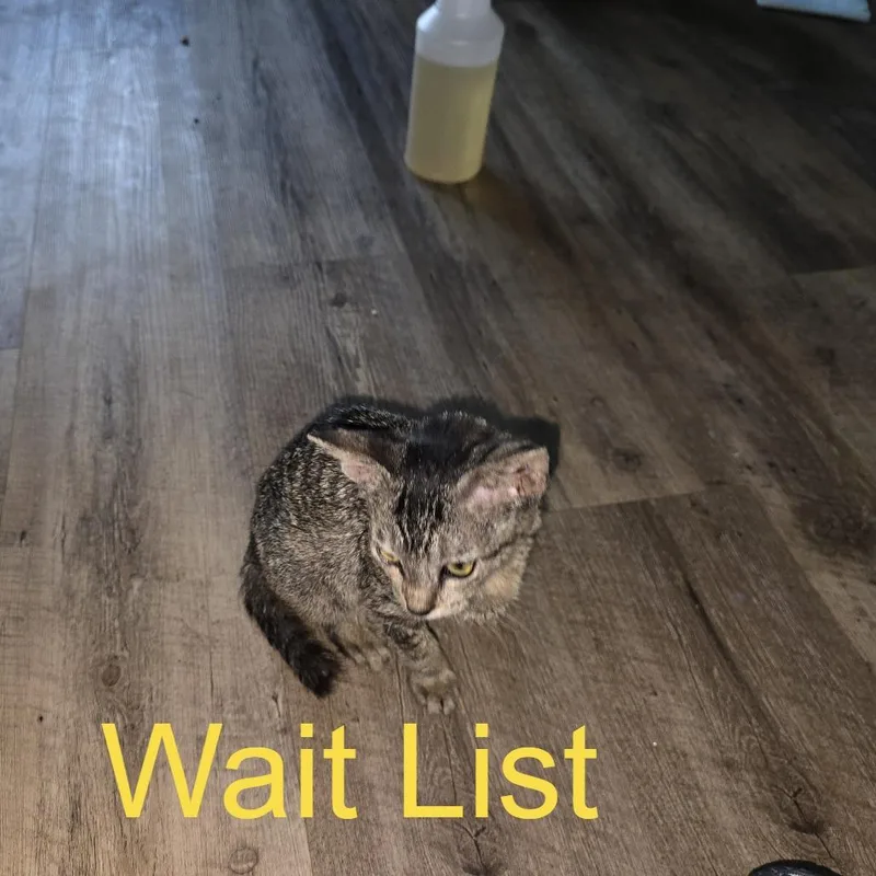 A baby small-sized female Gray / Blue / Silver Domestic Short Hair cat named Stella for adoption in Livingston, TX