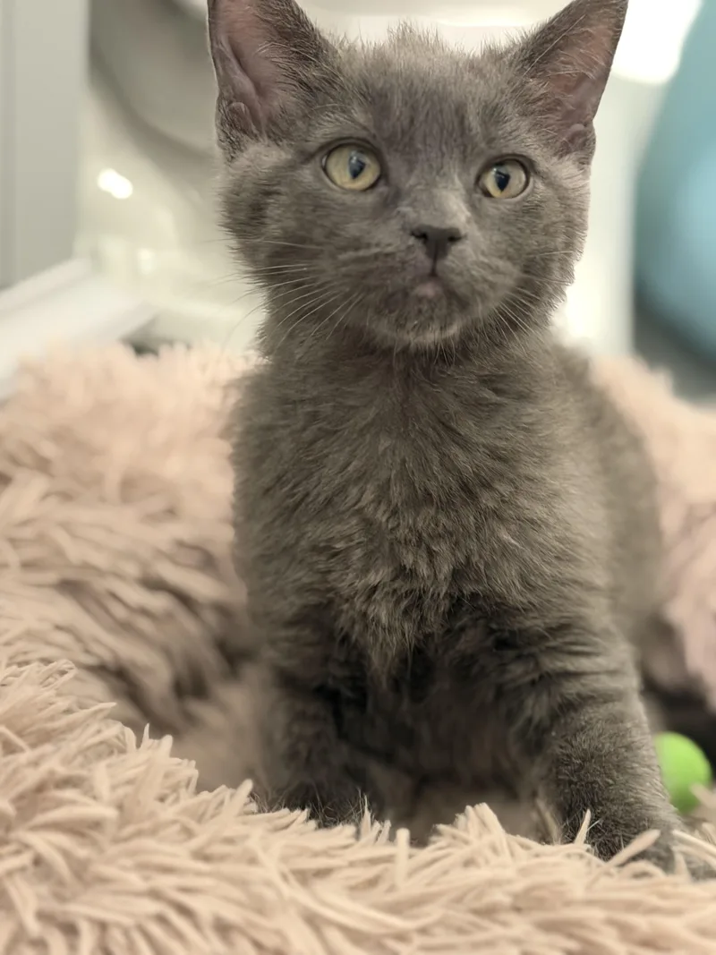 A baby small-sized male Domestic Short Hair cat named Grey for adoption in Hurricane, UT