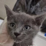 A baby small-sized male Gray / Blue / Silver Domestic Short Hair cat named Hamza for adoption in Upland, CA
