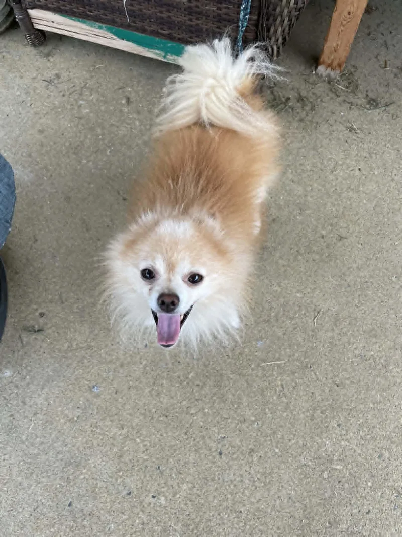 An adult small-sized male Pomeranian dog named Tuppence for adoption in Coatesville, PA