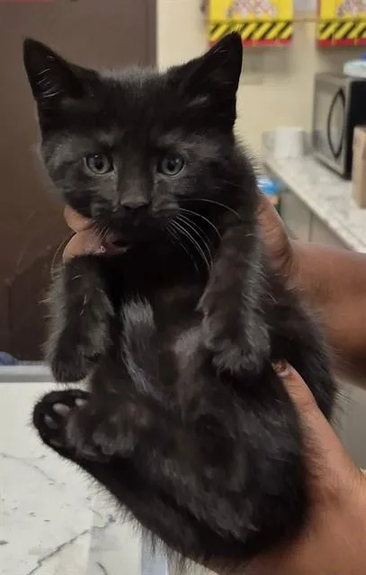 A baby small-sized female Domestic Short Hair cat named Galaxy for adoption in Lodi, CA