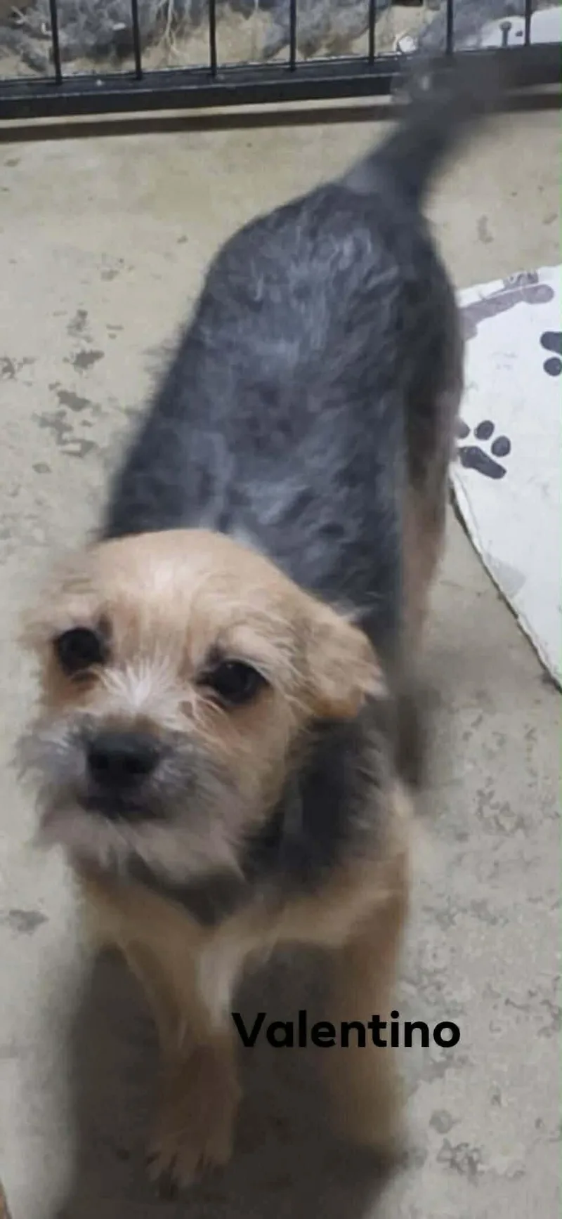 A baby small-sized male Mixed Breed dog named Valentino for adoption in Windsor, CO