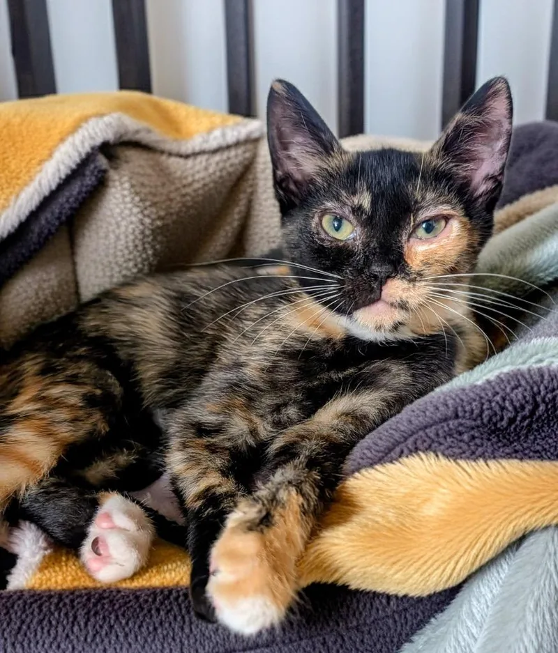 A baby small-sized female Domestic Short Hair cat named Jelly for adoption in Fort Myers, FL