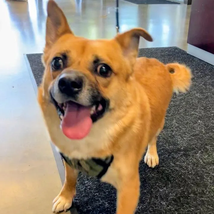 An adult medium-sized male Yellow / Tan / Blond / Fawn Mixed Breed dog named Otis for adoption in DeKalb, IL