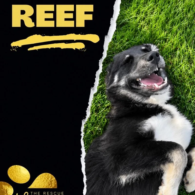 Reef