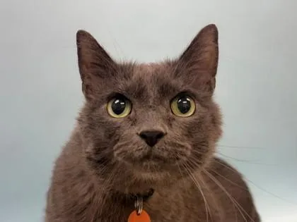 A senior small-sized male Domestic Short Hair cat named Bane for adoption in Golden Valley, MN