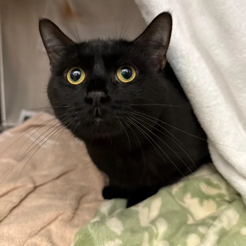 An adult large-sized male Black Domestic Short Hair cat named Big Boy for adoption in Pittsburgh, PA