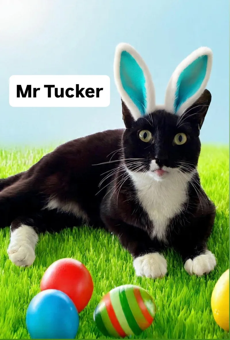 Mr Tucker At Martinez thumbnail 2