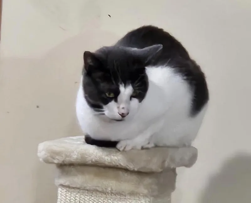 A young medium-sized female Gray / Blue / Silver Domestic Short Hair cat named Brie for adoption in Spotswood, NJ