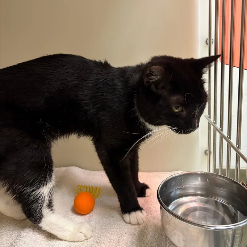 An adult medium-sized male Black Domestic Short Hair cat named Andrew for adoption in Harrisonburg, VA