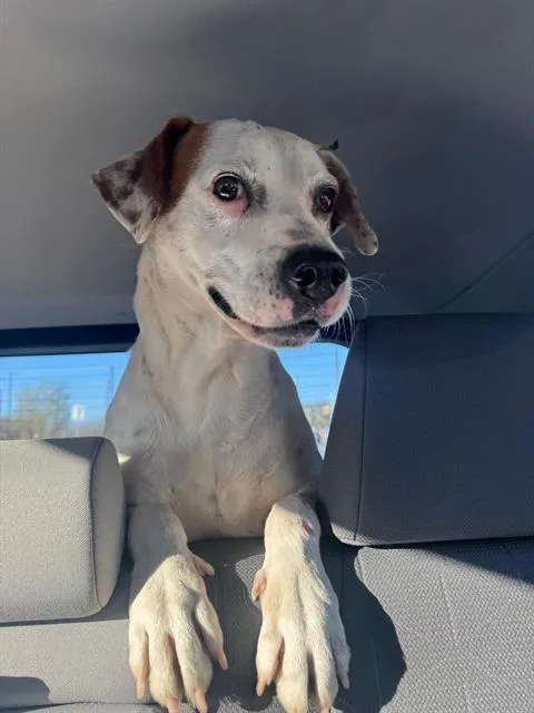 A young medium-sized male Pointer dog named Freckles for adoption in San Antonio, TX