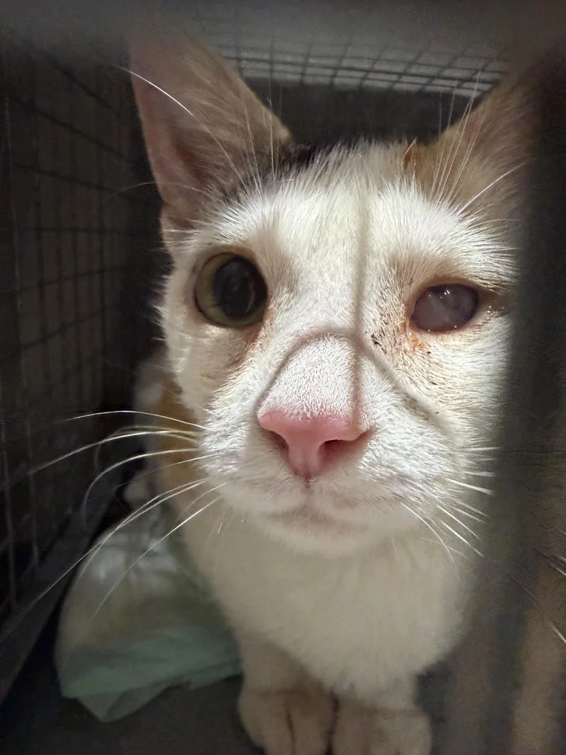 An adult medium-sized female Calico cat named Siren for adoption in Perth Amboy , NJ
