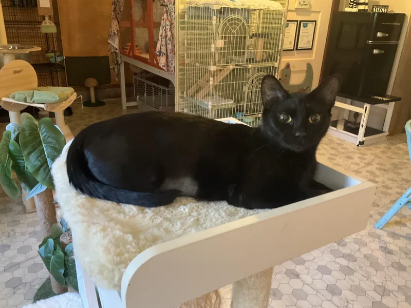 An adult medium-sized female Black Domestic Short Hair cat named Widget for adoption in Mist, OR