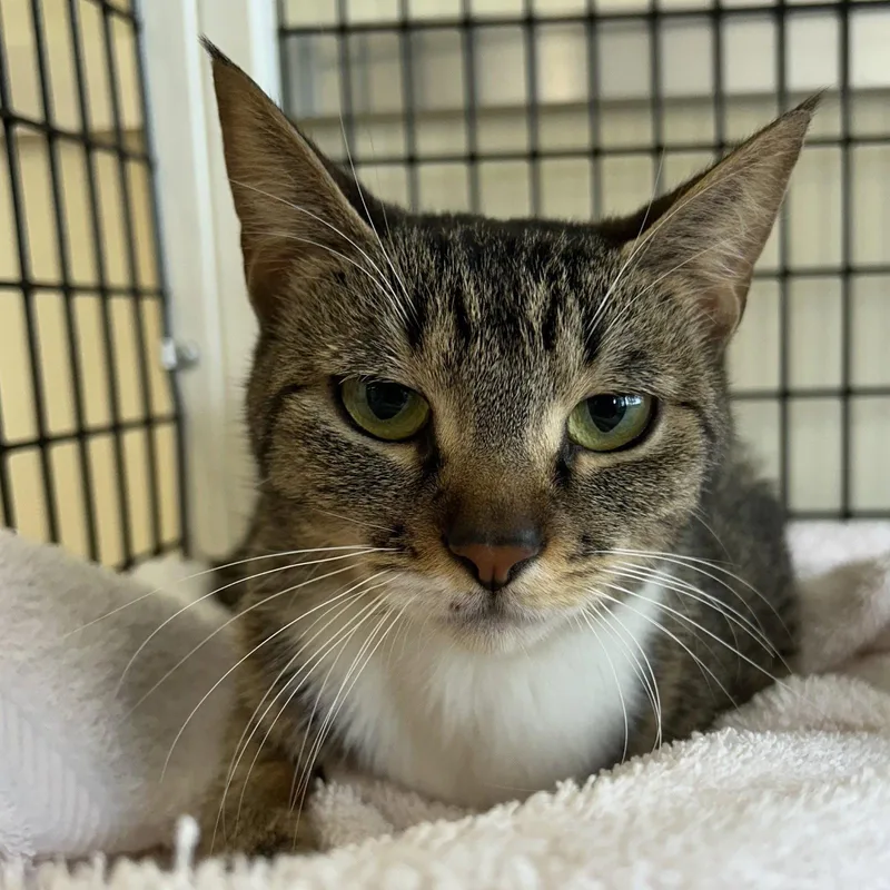 An adult medium-sized female Tabby cat named Ally for adoption in Burlingame, CA