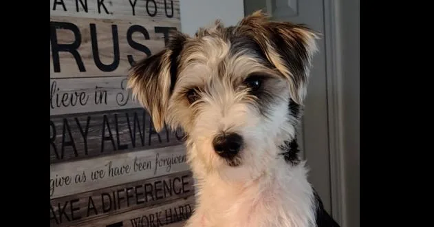 A young small-sized male Tricolor (Brown, Black, & White) Terrier dog named Oreo for adoption in Evansville, IN