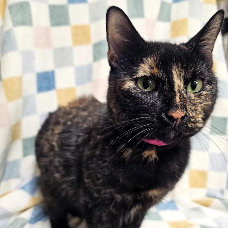 An adult medium-sized female Tortoiseshell Domestic Short Hair cat named Evie for adoption in Laredo, TX