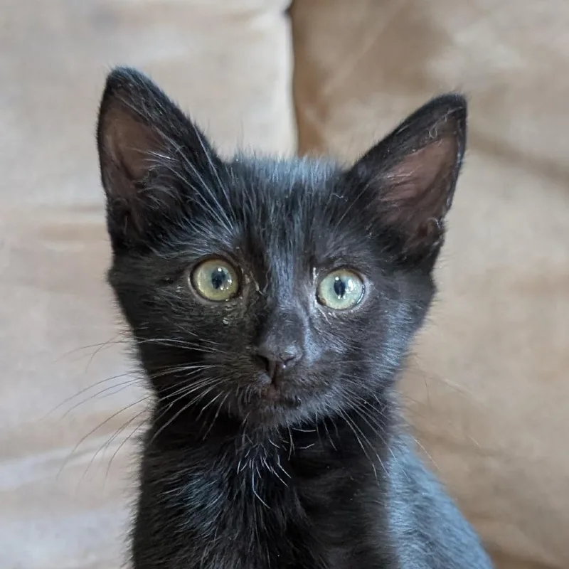 A baby small-sized male Black Domestic Short Hair cat named Alvin for adoption in Ottawa, KS