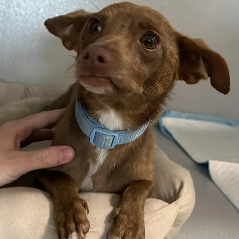 An adult small-sized female Brown / Chocolate Chihuahua dog named Mocha for adoption in Converse, TX