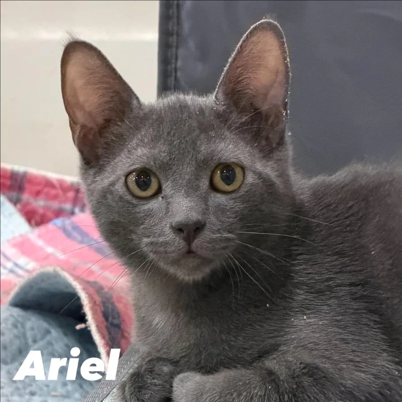 A baby medium-sized male Gray / Blue / Silver Domestic Short Hair cat named Ariel Silverman for adoption in Eagle Mountain, UT