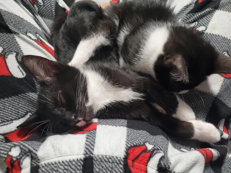 A baby small-sized male Black & White / Tuxedo Domestic Short Hair cat named Tom for adoption in Delray Beach, FL
