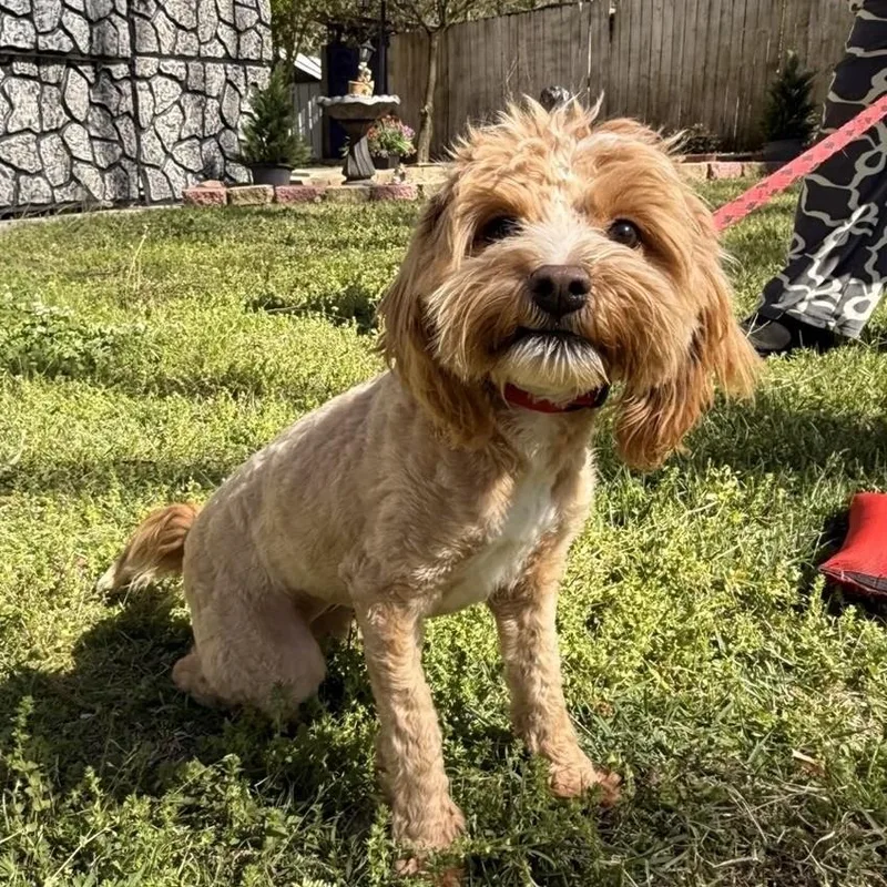 A young small-sized female Cockapoo dog named Serenity for adoption in Locust Fork, AL