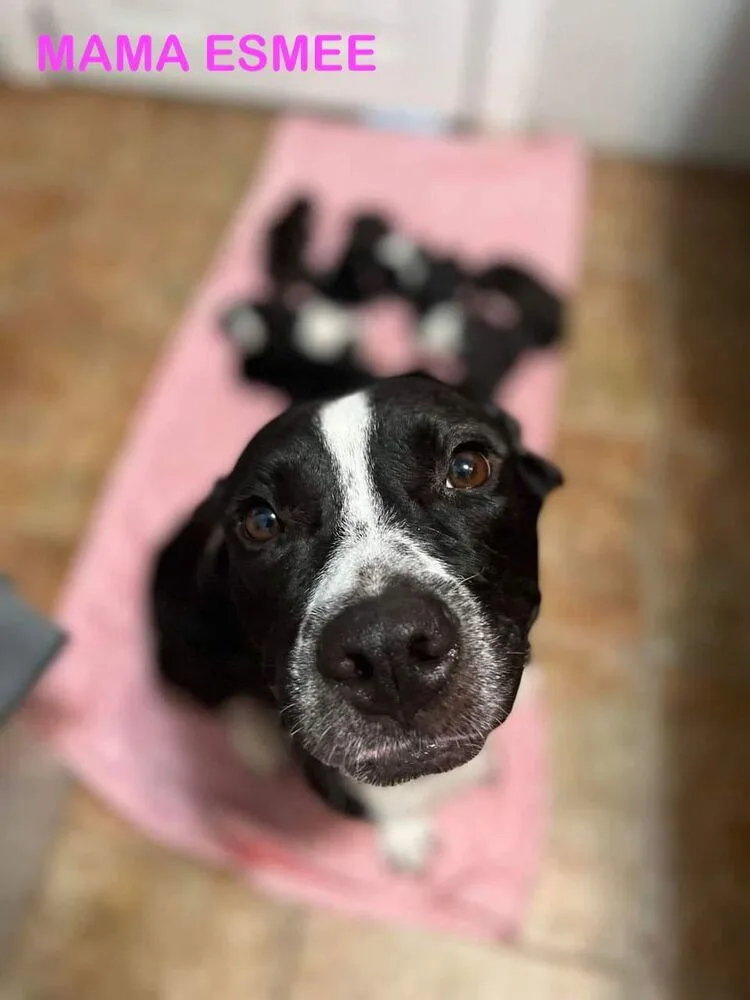 An adult large-sized male Black Labrador Retriever dog named Roo for adoption in Lakeland, FL