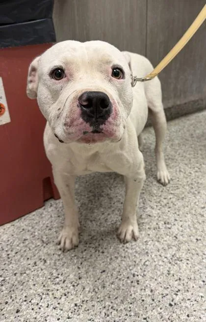 An adult large-sized male White / Cream Pit Bull Terrier dog named Denali for adoption in Kansas City, MO