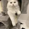 An adult medium-sized male White Persian cat named Dada C for adoption in Prosper, TX