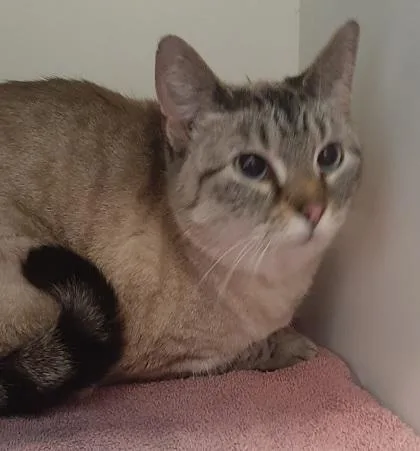 An adult large-sized female Siamese cat named Carolina for adoption in Gastonia, NC