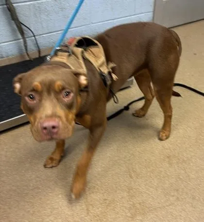 An adult large-sized female Mixed Breed dog named Marge for adoption in Chamblee, GA